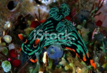 stock-photo-1844971-nudibranch